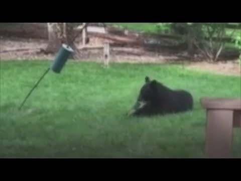 Bear Climbs Through Open Window Of Home In Boulder County, Eats Cat Food
