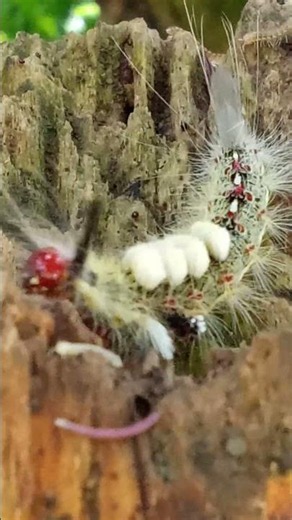 What Is This Fluffy Alien-Like Caterpillar? 😱🐛 Tiny Millipede Spotted Too! #Shorts
