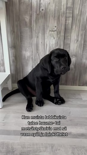 🤷🏽‍♀️ #labradorretriever #labradorpuppy #labradorinnoutaja #pentu