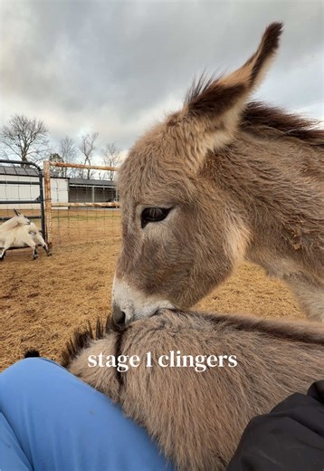 Adorable Baby Donkey Keeps Mom Busy