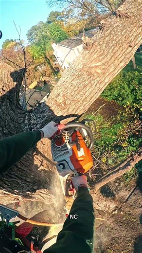 working with the Tree Mek #treework #palfinger #tree #stihl