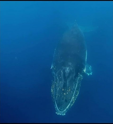 Gentle Giants - Humpback Whales