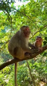 monkey baby #AnimalFriendship #CuteAnimals #NatureLove #monkey #stargazing | Monkey TV