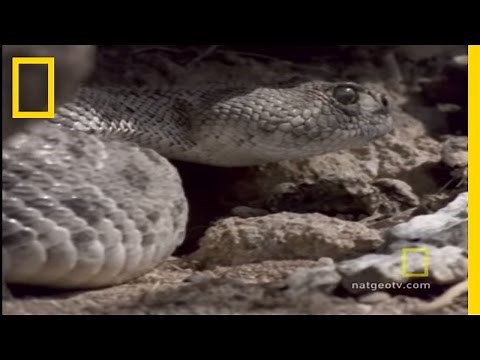 Red-Tailed Hawk vs. Rattler | National Geographic