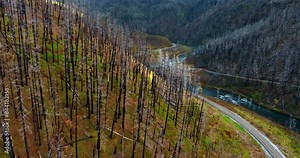 Flying low over the tops of burnt trees standing on the slope of the mountain. Wavy narrow river flows at the foot. Top view.
