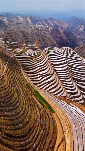 陌上花开，云海梯田。一镜看尽九州春色 (Drone View) | 航拍中国极境梯田