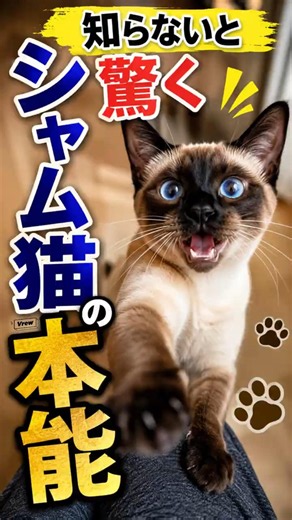 知らないと驚く シャム猫の本能 #猫のいる暮らし #猫 #cat #保護猫 #好きな猫 #元気になる動画 #猫のいる生活 #子ネコ #猫好きさんと繋がりたい #シャム猫