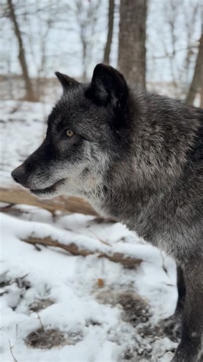 Rainah on Instagram: "Communication amongst wolves is very important. They are always communicating with each other or, when in the wild, with other packs. In this video, we can see a two types of wolf communication: scent marking and howling. First, we see Luna scent marking a tree. You may noticed she lifted her leg when she did this. This is commonly seen in dominant females and thought to spread out the urine more, marking the area better. Wolves commonly will patrol the their territory, sce