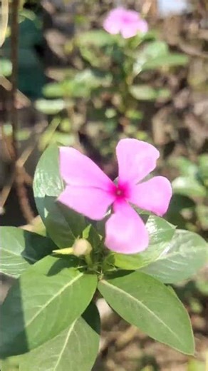 सदाबहार🌸 Madagascar Periwinkle (meaning "ever-blooming blossom") #flowers #love #sadabahar #shorts