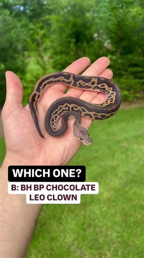 Which Ball Python Would You Take Home!?😍🐍