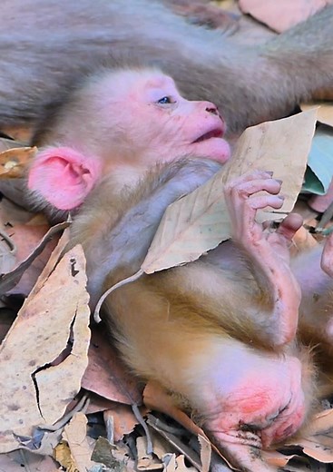 196K views · 2.3K reactions | Oh No! What happened baby monkey, Mom tries to block milk her baby monkey by angry #monkey #babymonkey #cutebaby #cute #monkeys | Monkey RoJo | Facebook