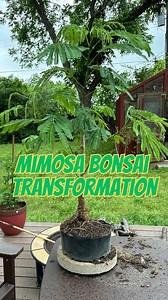 6K views · 69 reactions | Watch as I transform a 6-foot damaged mimosa into a 2-foot bonsai! ✂️ See the process from pruning to final shaping. Get tips and techniques for your own bonsai projects! ✨ #smithsgardentown #bonsai #gardening #DIY #plantcare #bonsaiart #garden #hobby | Smith's Gardentown | Facebook