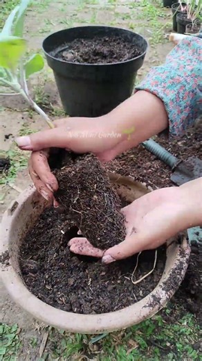 How to Transplant Cauliflower Without Damaging Roots 🥦