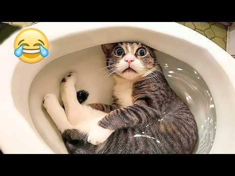 Try Not to Laugh 😹🐶 Best Funny Cats and Dogs Compilation 2026