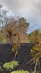 The amazing living willow sculptures in the Winter Garden will be cut back in the next couple of weeks, so this is your last chance to see them if you haven't already. The recent mild weather has made both the cornus and willow bud earlier than normal so it’s now time to chop! Each year they are hard pruned so that they produce colourful vibrant stems which will then be sculpted into something completely new this coming winter, just in time for our festive light show - Glow - in November. | RHS 