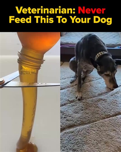 🐶💥 Think you know everything about your dog's health? So did I—until Dr. Marty opened my eyes. This 1-minute quiz will transform how you care for your dog’s health and lifespan. Get your dog’s custom Canine Health Profile now 👉 rebrand.ly/qzdrm | Dr. Marty Pets