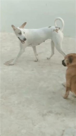 fluffy bhai #jaibhaichara #funny #dogowners #doglove #funnyanimal #cute #labrador #funnydog #dog