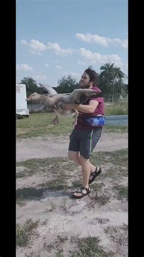 This domestic goose is being treated for bumble foot, but before we treated her we thought we'd give her some fun time to relax in our outdoor pond. Here, Tyler brings her back inside at the end of the day to dry those feet off and begin treatment. Bumble foot is a bacterial infection (staph, E. coli, Pseudomonas) or an abscess that can affect feet of birds, rodents and rabbits. It enters the body through a cut or scrape and can spread to the muscle or bone tissue. | All Things Wild Rehabilitati