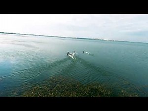 Bird's Eye View: FPV Drone Soaring Above Ducks in 4K 60fps!