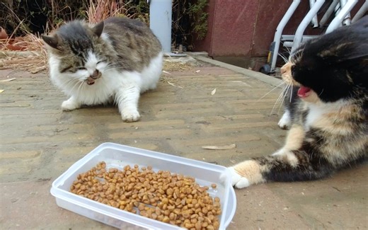 去大学看望猫咪，才发现它们是有等级的，还有为了吃的想篡位的