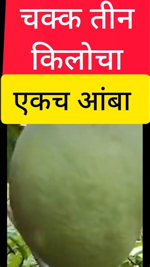 mango - किती भारी #maharashtra #मराठी #maharashtranews #मराठीताज्याबातम्या