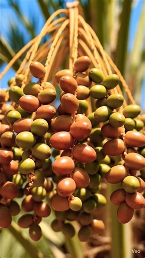 Dates Growing Process 🌴🌱 | How Khajoor Grows on Tree
