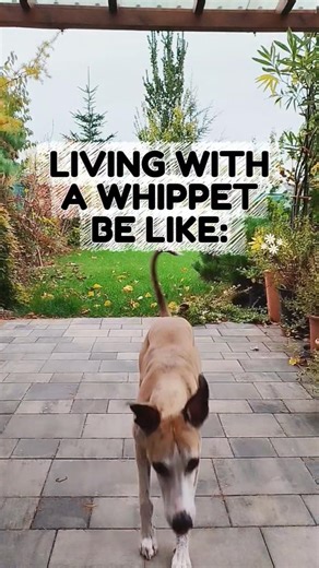Whippet WiFi: Always Connected! 🐾📶 #lifewithwhippet #whippetworld #lifewithdogs