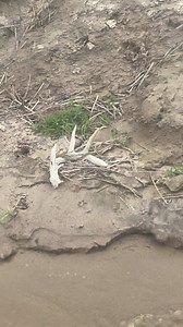 1.8K views | Where is the craziest place you ever found a shed antler? Ona recent Bowfishing adventure Jes States saw something out of place on the banks of the local lake. | Huntchannel.tv | Facebook