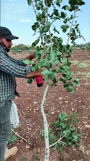Wie ein Gärtner mit Akkuscheren den Baum formt