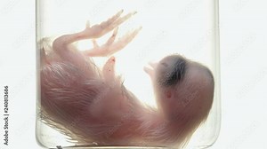 formed quail embryo in the flask