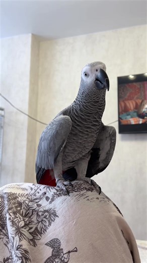 Птичий сбой: она меня троллит?