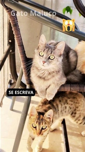 🔊 Som de Gato Miando para Chamar Gato na Hora! 99,9% Funciona 🐈✨