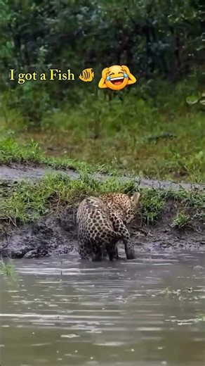 Leopard Goes Fishing… But Look Closer