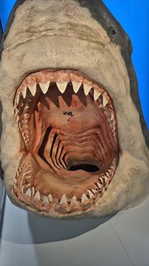 39K views · 542 reactions | Staring into the abyss of a megalodon mouth. Gulp. Did you know that "megalodon" is the common name for Otodus megalodon? Now you do. This is a very nice reconstruction that I saw on display at the Naturkundemuseum Stuttgart. I guess it's Megalodon Monday, right? | Dr Dean Lomax - Palaeontologist | Facebook