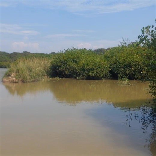 19 reactions · 26 comments | সিলেটের রাতারগুল সোয়াম্প ফরেস্ট ভ্রমনের সম্পুর্ন ভিডিও। Some moments of the tour at Ratargul Swamp Forest in Sylhet. #everyoneシ゚ #fypシ #everyoneactive #public #follower #everyone #nature #highlights #ratargul_swamp_forest #Sylhet #travelling | Muntasir Hossain Sikder | Facebook