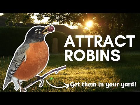 What Do Robins Eat? The BEST Foods For American Robins