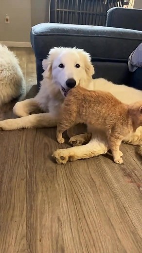 Funny Great Pyrenees #dog #funny #funnyanimals #funnypets #animals #pet #longervideos | Kat & Oliver