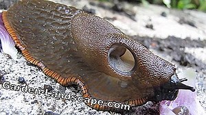 Lifestyle: Slug fighting - what to do when a snail plague? | 2025