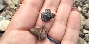 Sherman turning Post Oak Creek into fossil park