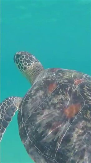 Turtle breathing into paradise