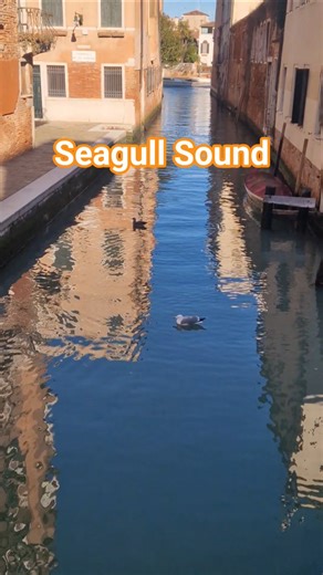 seagulls sounds Effects #seagulls #naturesounds #venice #soundpack #travel #europe #explore #shorts