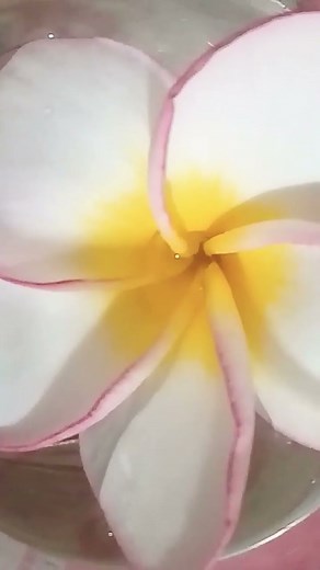 අරලිය Araliya blossom - Temple Tree flower
