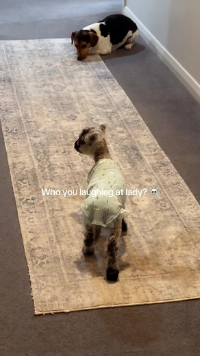 Adorable Baby Lambs on the Farm