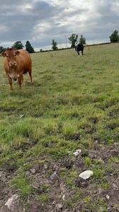 49K views · 356 reactions | Pet Cow issues  #minniemoo #petcow #farming #follow | Simone Dawson | Facebook