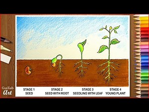 How to draw plant life cycle diagram || very easy || step by step drawing tutorial