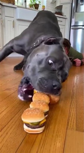 THIS DOG EATS LIKE A VACUUM 💀🍔
