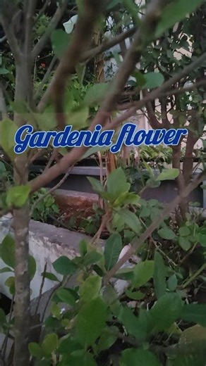 “The Queen of Fragrance: Gardenia Bloom🌼✨🤍”#Gardenia #Gardenia Flower