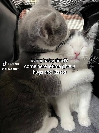 Adorable Couple Moments and Cats