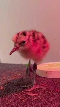First Chicks at Fota Wildlife Park from Breeding Waders 2026 Headstarting
