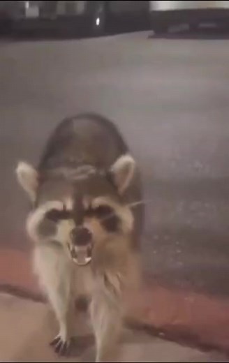 Cute Raccoon Sneezing Meme Compilation